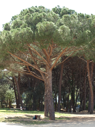 P4153764.jpg